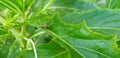 A small grasshopper on the green leaf Royalty Free Stock Photo