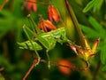 Small grasshopper.