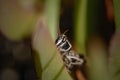 Small grasshopper hidden among leaves