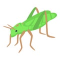 Small grasshopper icon isometric vector. Verdant creature Royalty Free Stock Photo