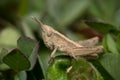 Small grasshopper on leaf