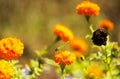 Small grasshopper on marigold flowers. Royalty Free Stock Photo