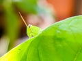 a small grasshopper is peeking from behind a leaf Royalty Free Stock Photo
