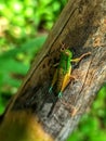 a small grasshopper perched on a banana tree