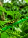 a small grasshopper perched on a bush