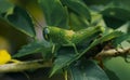 small grasshopper perched on a green leaf Royalty Free Stock Photo