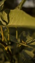 Small grasshopper perched on a leaf to ambush prey, macro photography