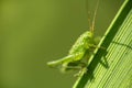 Small grasshopper sit on stem of grass, macro photo Royalty Free Stock Photo