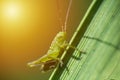 Small grasshopper sit on stem of grass, macro photo with yellow Royalty Free Stock Photo