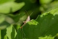 A small grasshopper sits on a green leaf. Macro Royalty Free Stock Photo