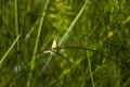 A small grasshopper sits on a stalk of green grass Royalty Free Stock Photo