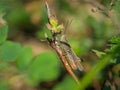 A small grasshopper sitting on a plant