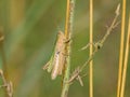 A small grasshopper sitting on a plant