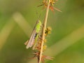 A small grasshopper sitting on a plant