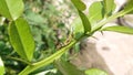 Small grasshoppers on the leaves and branches of kaffir lime