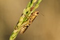 Small grasshoppers on the rice plant in nature