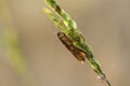 Small grasshoppers on the rice plant in nature