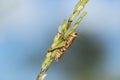 Small grasshoppers on the rice plant in nature