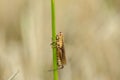 Small grasshoppers on the rice plant