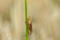 Small grasshoppers on the rice plant