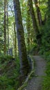 small gravel path leading through deep dark forest Royalty Free Stock Photo