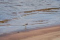 Small gray bird Big-billed plover on sandy beach. Greater Sand Plover-Charadrius leschenaultii
