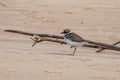 Small gray bird Big-billed plover on sandy beach. Greater Sand Plover-Charadrius leschenaultii