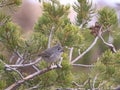 Small gray bird perched on a pine tree branch