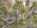 Small gray bird perched on a pine tree branch