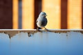 a small gray bird sitting on the edge of a wall