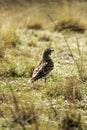 A small gray bird in the steppe among the grass