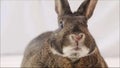 Small gray bunny rabbit twitches nose closeup plain background