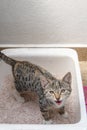 Small gray cat looking at camera urinating or defecating in a litter box