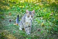 Small gray cat very sweet and shy Royalty Free Stock Photo