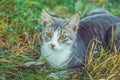 Small gray cat very sweet and shy Royalty Free Stock Photo
