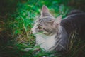 Small gray cat very sweet and shy Royalty Free Stock Photo