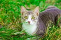 Small gray cat very sweet and shy Royalty Free Stock Photo