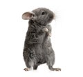 Small gray chinchilla in front of white background Royalty Free Stock Photo