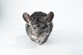Small gray chinchilla isolated against a white background Royalty Free Stock Photo
