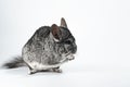 Small gray chinchilla isolated against a white background Royalty Free Stock Photo