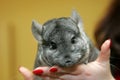 A small gray chinchilla sits on the human hands Royalty Free Stock Photo