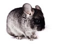 Small gray chinchilla on white background