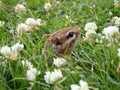 Small gray-collared chipmunk (Neotamias cinereicollis) in a field of bright blooming flowers