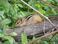 Small gray-collared chipmunk (Neotamias cinereicollis) perched on a tree log