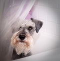 Small gray dog in bath tub