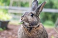 Small gray domestic bunny rabbit samples some fresh veggies in the garden as his mouth chews