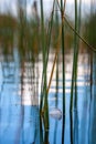 A small gray feather floats on water among the reed stalks. Royalty Free Stock Photo