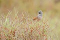Small gray finch standing on the green and red plant Royalty Free Stock Photo