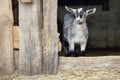 Small gray goatling is hiding in a arbor