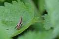 Small gray grasshopper sits on a green leaf Royalty Free Stock Photo